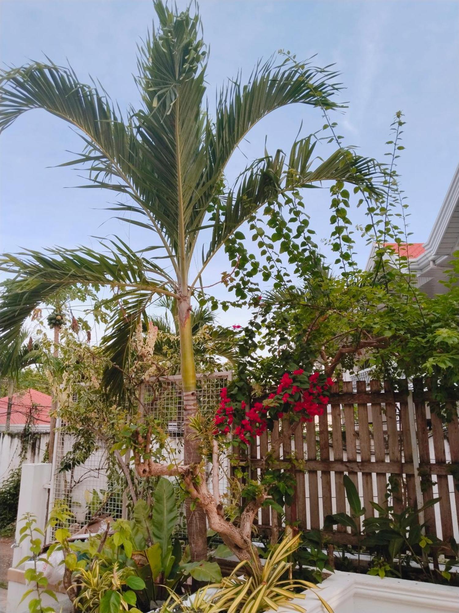 Alona Garden Suites Panglao Kültér fotó
